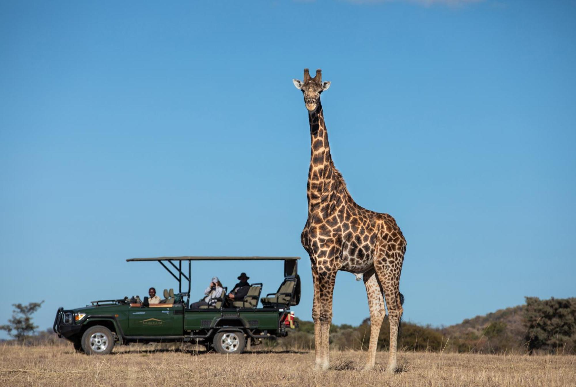 Safari Plains *
